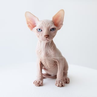 For Adoption Pedigree Sphynx Kittens 