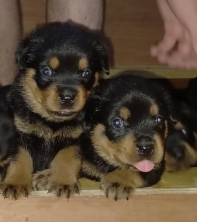 Available Now Rottweiler Puppies