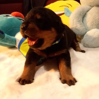 Available Now Rottweiler Puppies