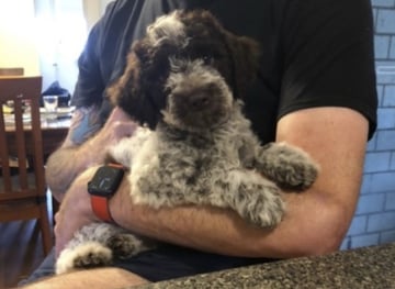Available Now LAGOTTO PUPPIES
