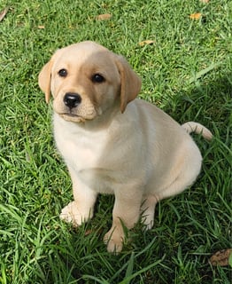 Available Now Joalbe Labrador Puppies 