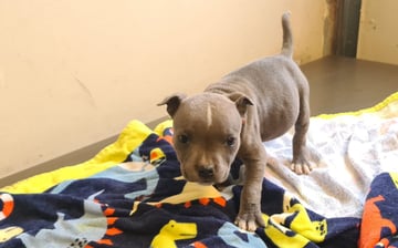 Available puppy Available Now PUREBRED BLUE ENGLISH STAFFY PUPPY - MALE Available now
