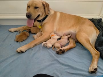 Kimba's 1st litter Available Now Purebred (registered with Dogs Victoria) Golden Labrador Puppies