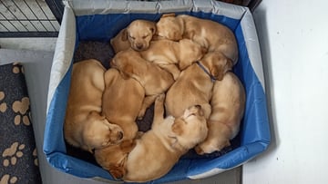 Available Now Purebred (registered with Dogs Victoria) Golden Labrador Puppies