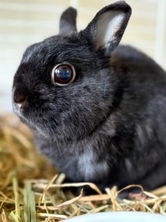 Available Now Desexed Male Netherland Dwarf 