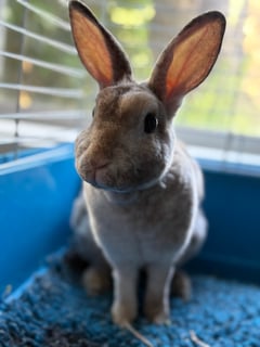 Available Now Desexed Female Mini Rex 