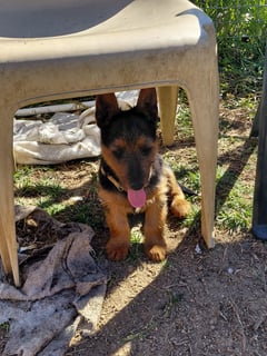 Available Now Australian Terrier Pups
