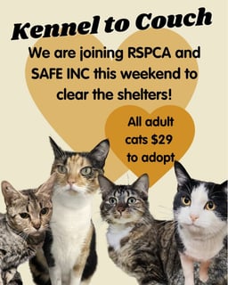 For Adoption This Weekend!  Cat Haven Kennel to Couch 