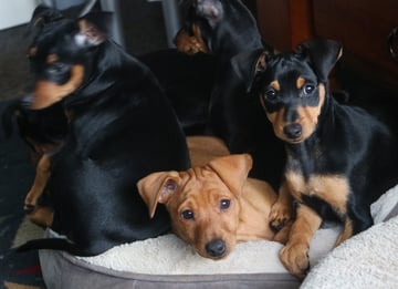 Miniature Pinscher Puppies Available Available Now Miniature Pinscher Puppies
