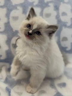 Available Now Pedigree Ragdoll kittens 