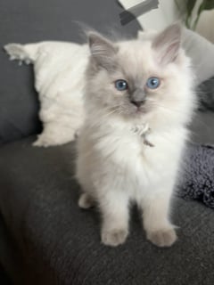 Available Now Pedigree Ragdoll kittens 