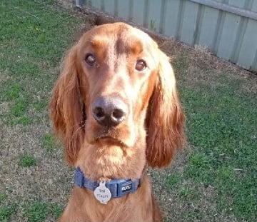 For Adoption Young Irish Setter Boy needs home