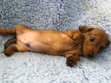 Available Now DACHIMMIL DACHSHUND PUPPY 