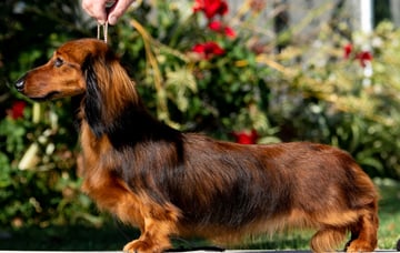 Available Now Dachshund Mini Long Haired ANKC