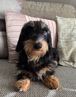 Available Now Dachshund Mini Female 