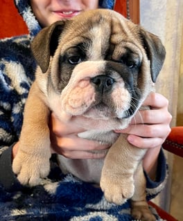 Available Now British Bulldog Puppies 