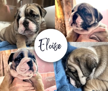 Available Now British Bulldog Puppies 