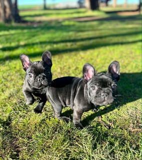 Available Now French Bulldog puppy 
