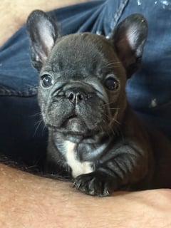 For Adoption French Bulldog puppies