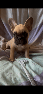 For Adoption French Bulldog puppies