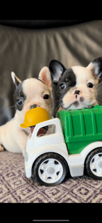 For Adoption French Bulldog puppies