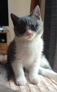 Available Now British shorthair kitten, Male