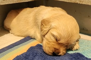 Available Now Golden retriever puppies 