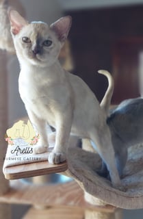 Available Now Beautiful Burmese kittens