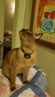For Adoption Male chocolate burmese