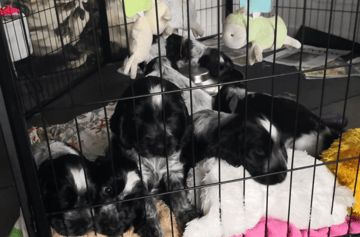 For Adoption TOBLEROAN COCKER SPANIEL PUPPIES