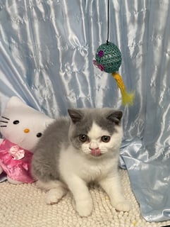 Blue and White Female Available Now British Shorthair Kittens