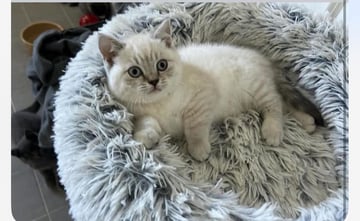Available Now British Shorthair Kittens