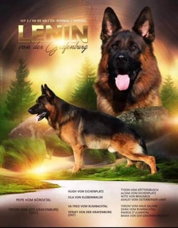 Available Now Quality German Shepherd Pups