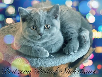 For Adoption Pedigree British Shorthairs 