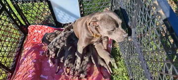Available Now PUREBRED BLUE ENGLISH STAFFY PUPPIES 