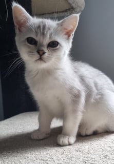 Available Now Burmilla kittens Available Now Burmilla kittens
