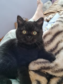 Available Now Beautiful Scottish Shorthair kittens 