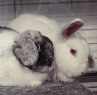 For Adoption Ariel & Aurora - Dwarf Lop Rabbits