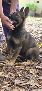 Available Now Mortonplace German Shepherd 