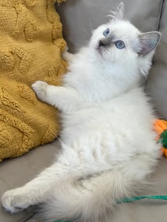 Available Now Pedigree Ragdoll Kitten Available 