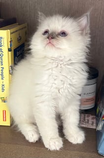 Available Now Pedigree Ragdoll Kittens