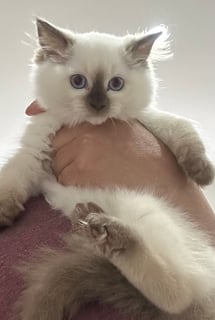 Available Now Pedigree Ragdoll Kittens Available 