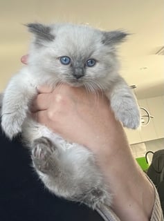 Available Now Pedigree Ragdoll Kitten Available 