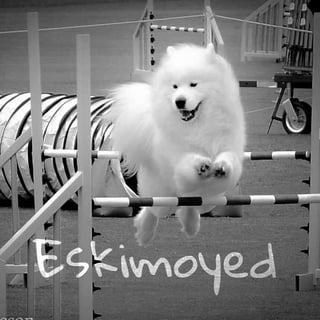 Available Now Samoyed Puppies ANKC Registered pedigree