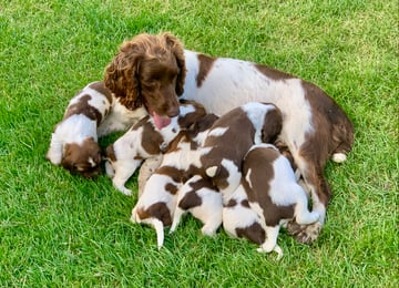 Available Now Straitswill Springer Spaniel Puppies