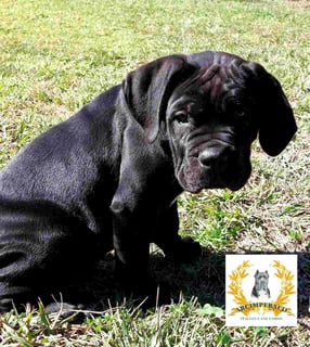 Available Now ARCIMPERACO Cane Corso Puppies