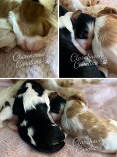Available Now Cavalier King Charles puppies available
