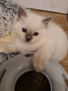 Available Soon Pedigree Ragdoll Kittens (desex)