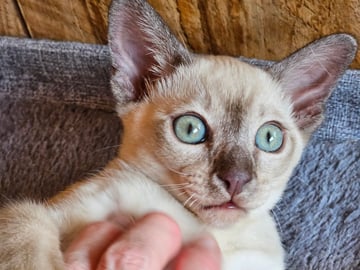 Available Now Tonkinese kitten