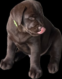 Available Now MONNYBROOK LABRADORS : Chocolate (Liver) Puppies 